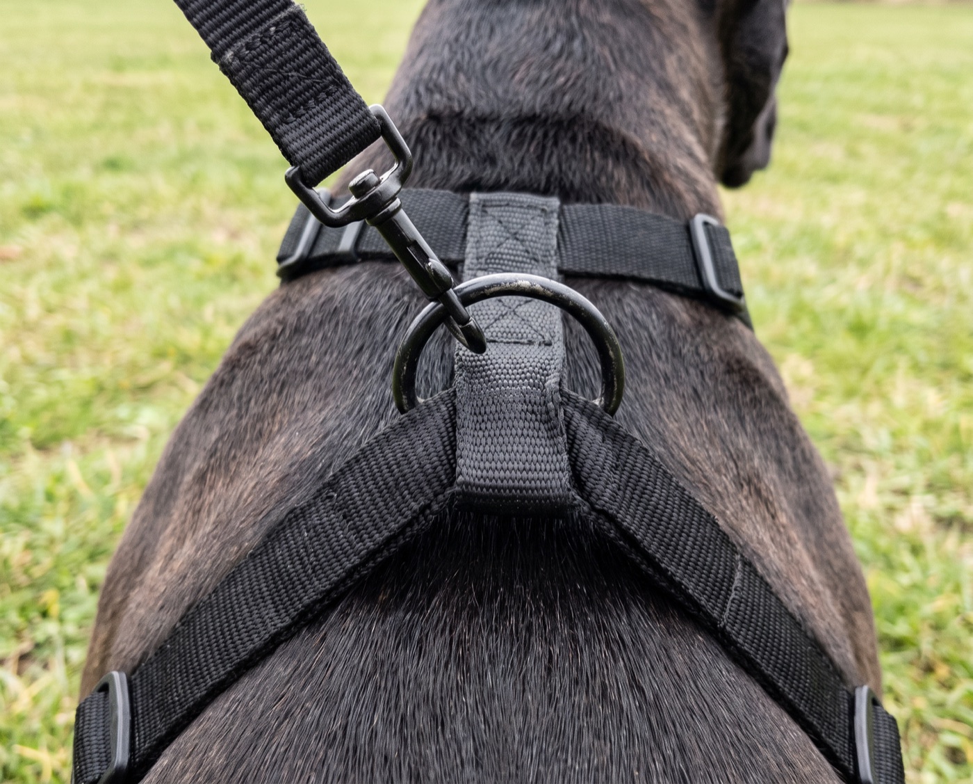 Close-up of a back-clip harness D-ring with the leash pulled taut