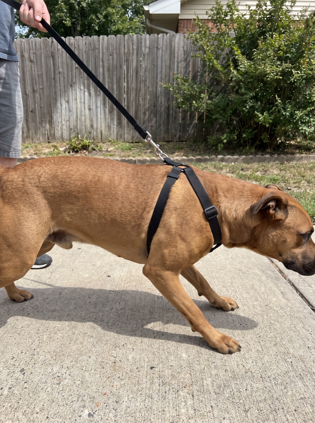 A dog straining forward against a back-clip harness with the leash pulled tight from above